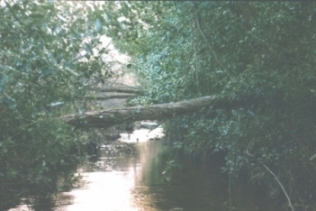 Branches prventing daylight from reaching river